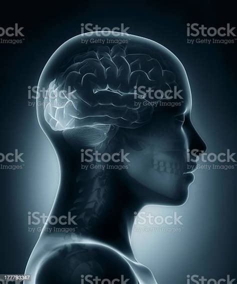 Occipital Lobe Medical Xray Scan Stock Photo Download Image Now
