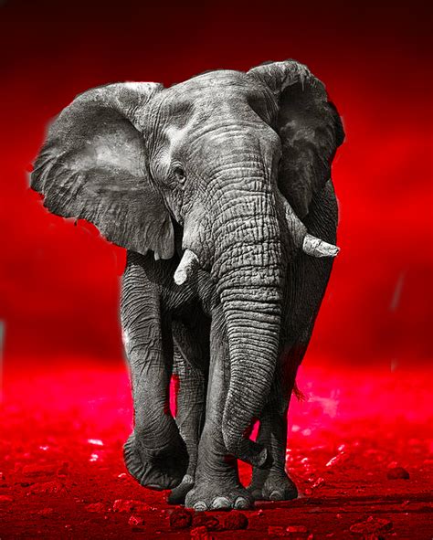 An Elephant Standing In Front Of A Red Background
