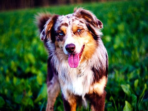 75 Australian Shepherd Wallpaper Wallpapersafari