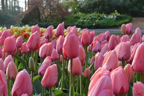 Free Photo Pink Tulips Blooming Flower Fragrance Free Download
