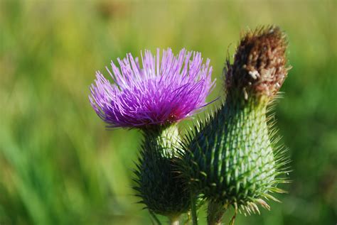 Free Images Nature Grass Prairie Flower Botany Flora Fauna