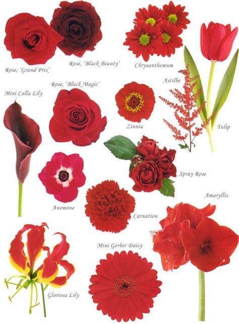 We did not find results for: Flower names by Color | Red wedding flowers, Flower names ...