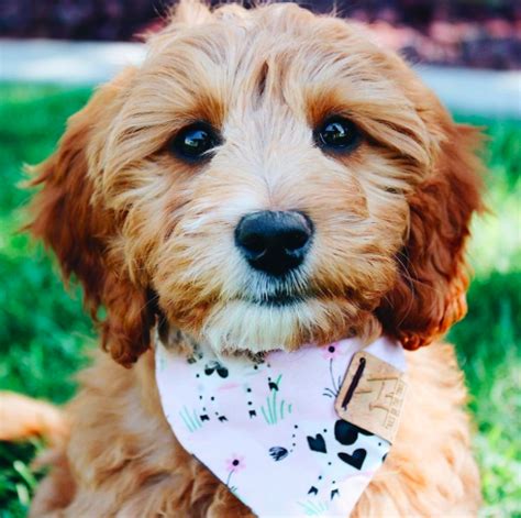 Maybe you would like to learn more about one of these? Good Breeder: Choice Paws | Goldendoodle, Goldendoodle ...