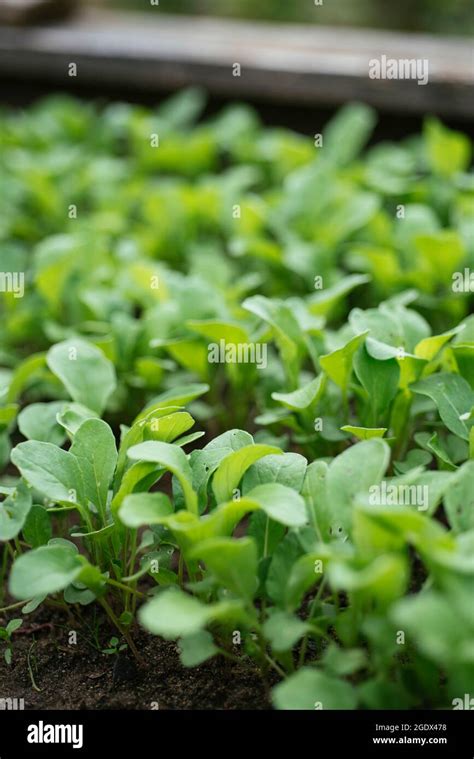 Young Rucola Plants Hi Res Stock Photography And Images Alamy