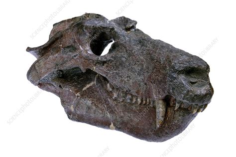 Cynognathus Synapsid Skull Fossil Stock Image C0166147 Science