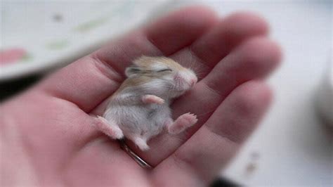 The Cutest Baby Hamster In The World