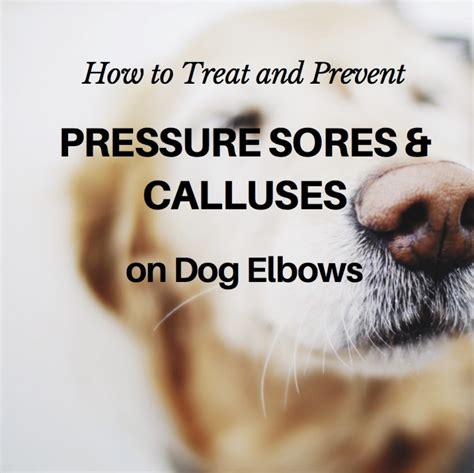 How To Treat And Prevent Pressure Sores And Calluses On Dog Elbows