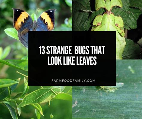 13 Strange And Beautiful Bugs That Look Like Leaves Pictures
