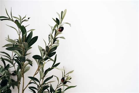 Download Olive Tree Wallpaper