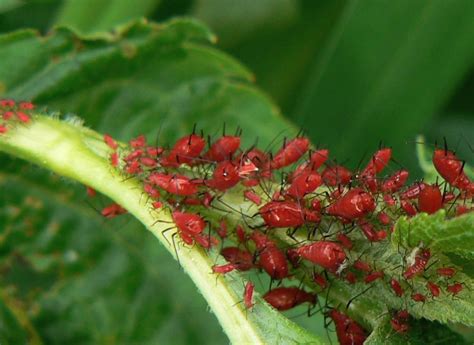 Yellow Spotting On Tomato Leaves - Bacterial Leaf Spot