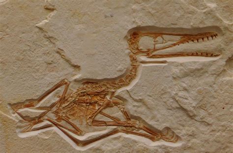 Pterosaur Fossils For Sale