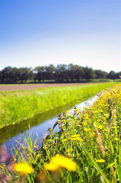 Summer Landscape In The Netherlands With Green Meadow And Calm Stream