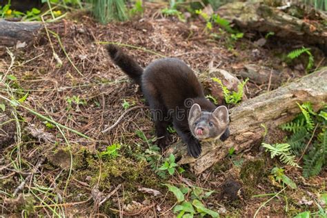 American Pine Marten Martes Americana Kit Looks Up Tongue Out Summer