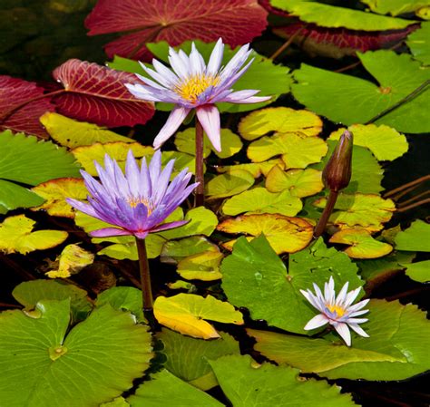 Worldview Photography Water Lilies Etc Morning Glorious