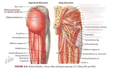 Organization Of The Gluteal Region Function Muscles Vascular Nerves Diagram Quizlet