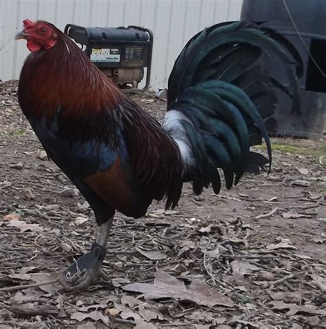 Lieper American Game Fowl Rooster Courtesy Of Cherokeebirds Game Fowl