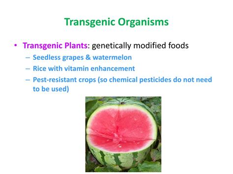 To develop a transgenic plant, parameters such as vector constructions, transformation methods, transgene integration, and inheritance of transgene need with recent advancements in the field of genetic engineering, it is now possible to insert beneficial genes from a completely different species. PPT - Why do these pigs glow in the dark? PowerPoint Presentation, free download - ID:2100911