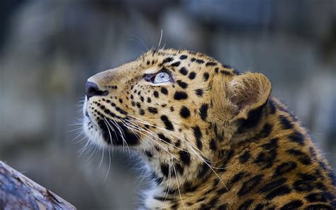 Cheetah Cokelat Dan Hitam Kumis Wajah Macan Tutul Lihat Ke Atas