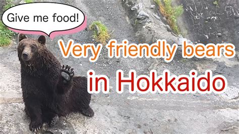 Hokkaido Friendly Bears In Noboribetsu Bear Park Youtube