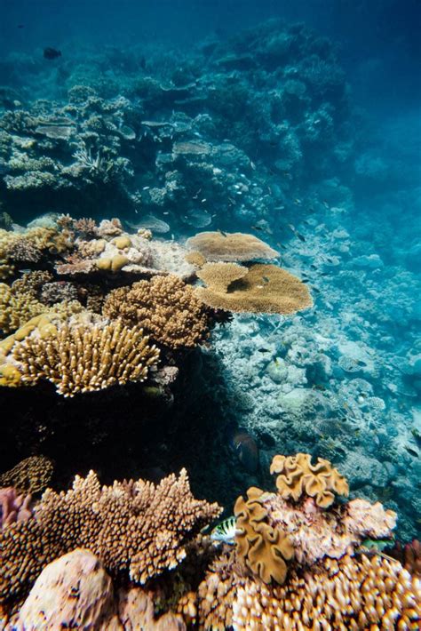 We Went To The Great Barrier Reef To Assess The Damage — Heres What We