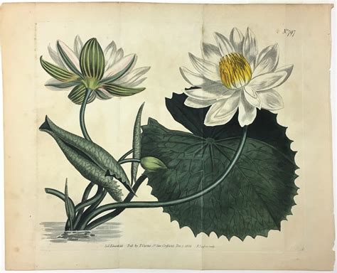 Antique Floral Print Water Lily Or Lotus Botanical By Etsy