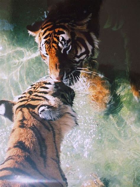 Tiger Kiss Cute Wild Animals Pretty Cats Animals Beautiful