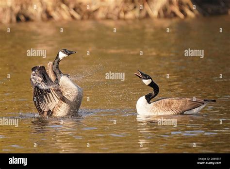 Life Cycle Of Canada Goose Hi Res Stock Photography And Images Alamy