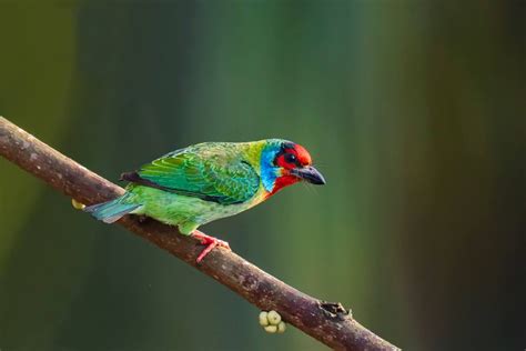 Kerala Birding Holidays Thattekad Bird Sanctuary