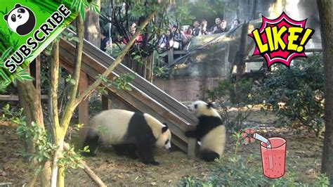 Whee Panda Love Slides Ipanda Youtube