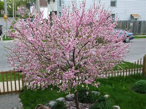 The yoshino cherry (also known as the japanese flowering cherry) is the darling of the flowering tree world and the star of such renowned events as the national and international cherry blossom festivals. Flowering almond tree | Explore belectrified's photos on ...
