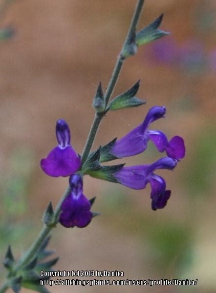 Photo Of The Bloom Of Coahuila Sage Salvia Coahuilensis Posted By