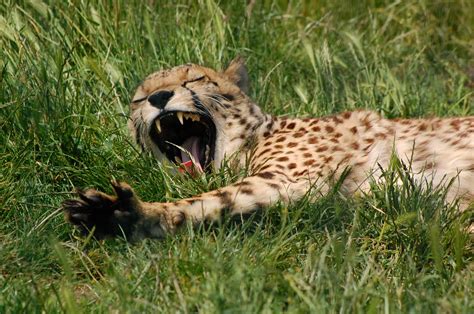 1366x768 Wallpaper Wild Wild Cat Cheetah Animal Yawn Grass One