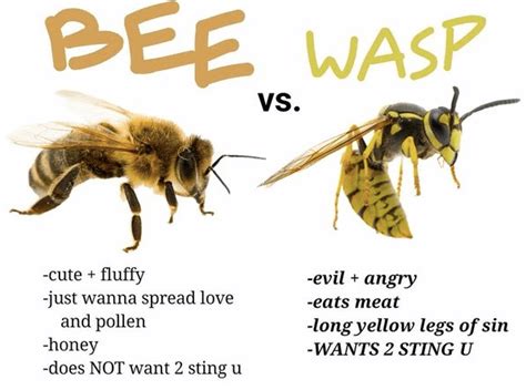 Bees Vs Wasps Whats The Difference Jdm Pest Control