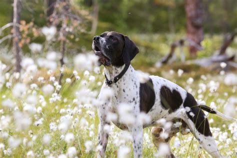 イングリッシュポインターってどんな犬種鳥猟犬としての歴史から体の特徴性格や飼い方まで Petan ペタン