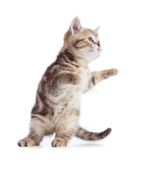 Funny Cat Jump In Motion Isolated Stock Photo Image Of Animal