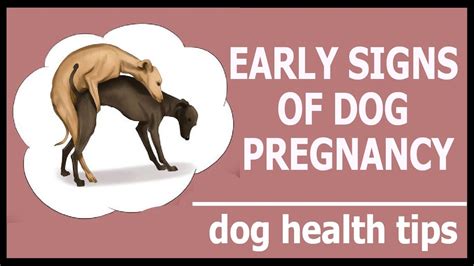 48 How Do You Tell If A Female Dog Is Pregnant Ideas In 2021 Free