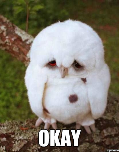 Image Sad Owl Furby With Puppy Dog Eyes Animal Jam Wiki