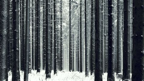 Slender Winter Forest Wallpapers And Images Wallpapers