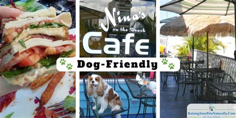 Animal house pet center local pet food and supply store is a healthy pet shop with everything you need for your dogs & cats. Dog-Friendly Restaurants in Florida: Nina's on the Beach ...