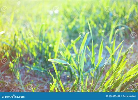 Fresh Summer Green Grass In Sunlight Stock Image Image Of Light Lawn