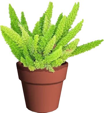 Indoor Fern Plant Care - Fern Plant Care. Guzman's Greenhouse png image