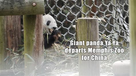 Globalink Giant Panda Ya Ya Departs Memphis Zoo For China Youtube