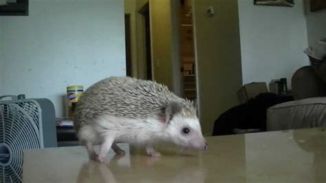 African Pygmy Hedgehog Care Information Youtube