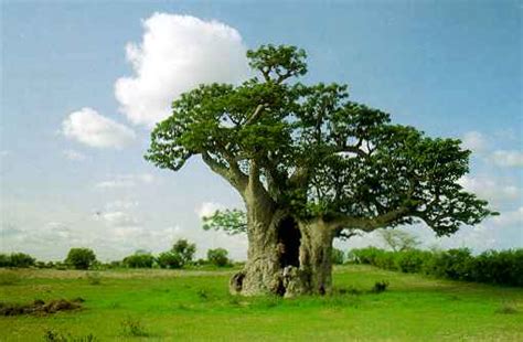 Mengenal Pohon Thuba Di Surga