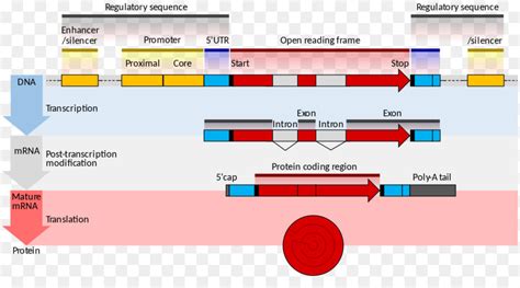 Gene Estrutura Rna Mensageiro A Express O Do Gene Png Transparente Gr Tis