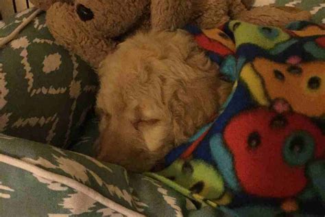 So last night i set the baby monitor at about half sensitivity, had fed at 6pm, no more water past 8pm and bed was 11pm. When Do Goldendoodles Sleep Through the Night ...