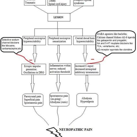 Diagram Representing Animal Models Of Neuropathic Pain Snt Spinal