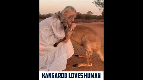 Kangaroos Love Their Rescuer And Hug Them Youtube