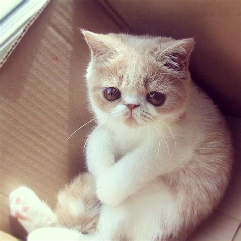 The Search For Love As Told By Cats In Boxes