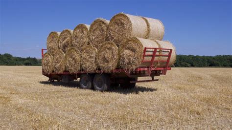 Harvested Big Round Bales Of Hay Stock Image Image Of Large Nature